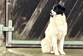 Discovery alert Dog  Unknown Le Bémont Switzerland