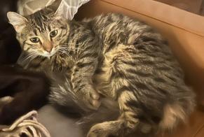 Disappearance alert Cat miscegenation Female , 2 years Avignon France