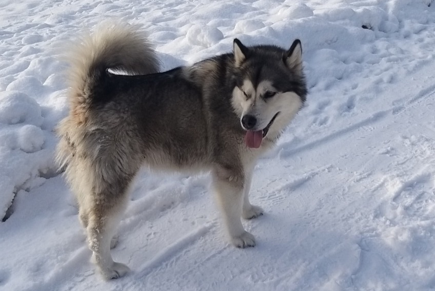 Discovery alert Dog  Female Saint-Cergue Switzerland