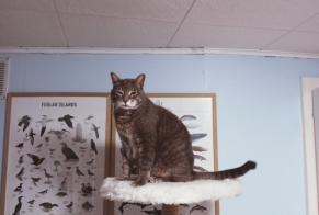 Disappearance alert Cat Male , 20 years Romainmôtier-Envy Switzerland