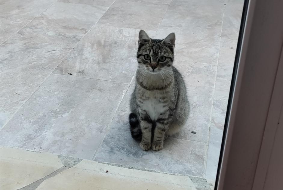 Discovery alert Cat Unknown Leucate France