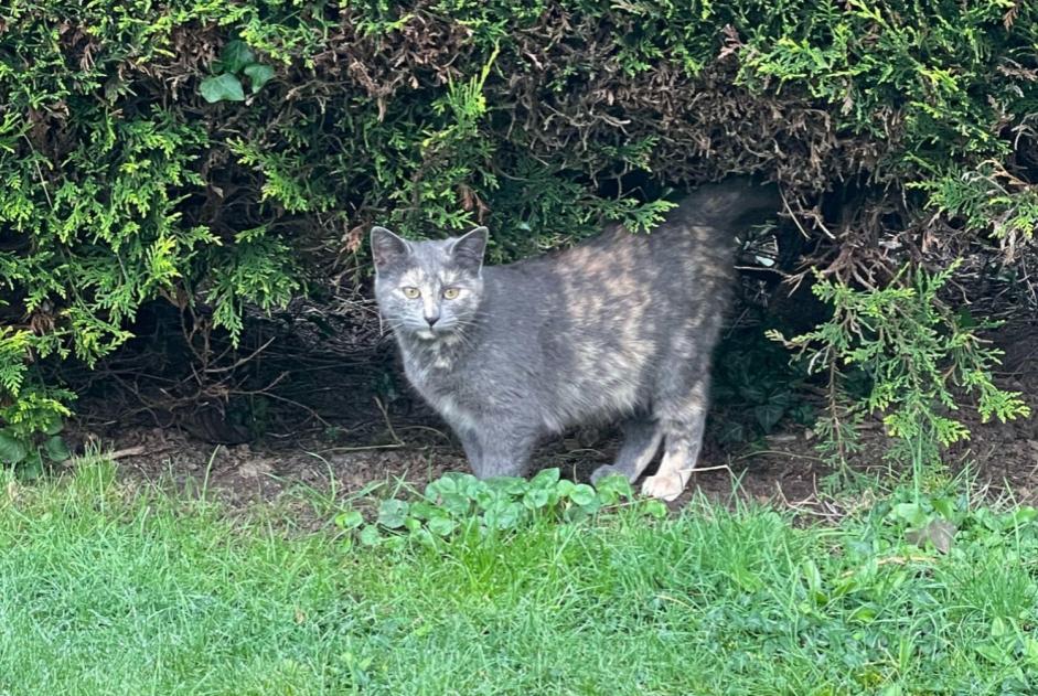 Discovery alert Cat Female La Roche-sur-Yon France