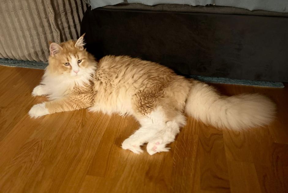 Disappearance alert Cat  Male , 2 years Burgdorf Switzerland