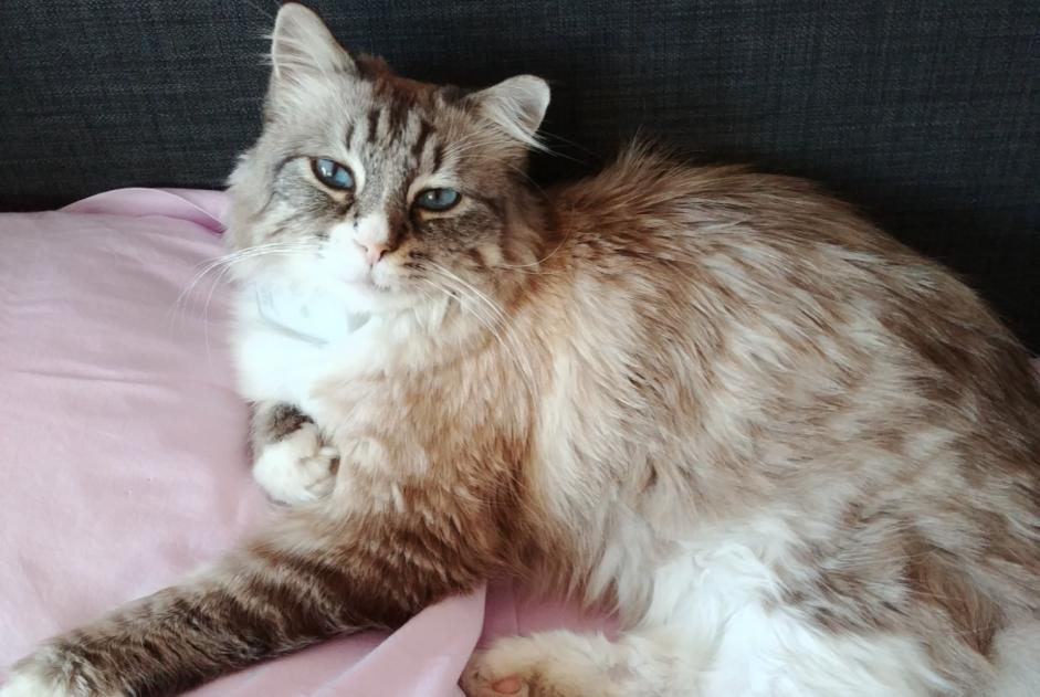 Disappearance alert Cat miscegenation Male , 9 years Noisy-le-Grand France