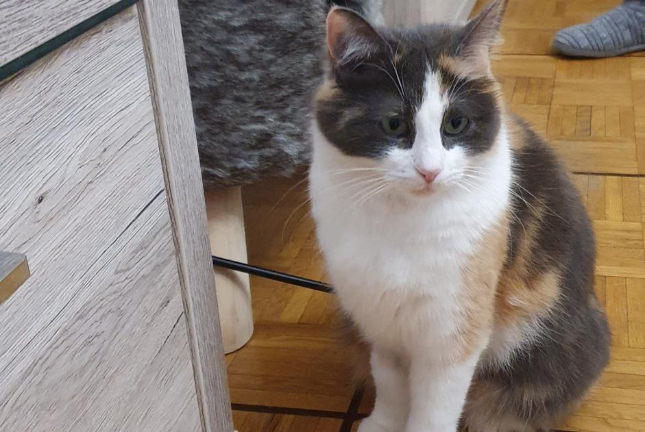 Disappearance alert Cat Female , 4 years Lausanne Switzerland