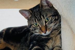 Disappearance alert Cat Male , 2 years Cortaillod Switzerland