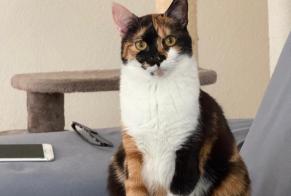 Disappearance alert Cat miscegenation Female , 1 years Onex Switzerland