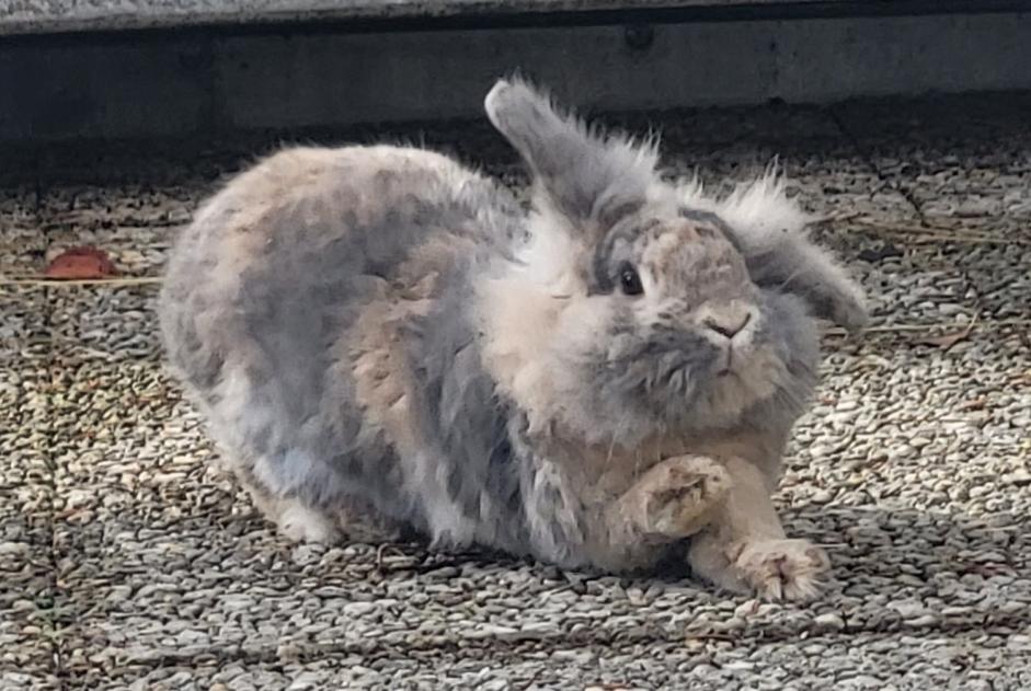 Disappearance alert Rabbit Female , 2025 years Le Landeron Switzerland