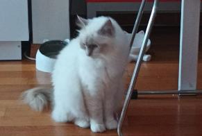 Disappearance alert Cat  Female , 3 years Montreux Switzerland