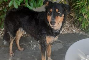 Disappearance alert Dog  Male , 4 years Sauvian France