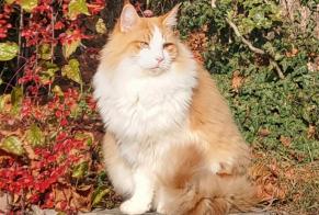 Disappearance alert Cat  Male , 5 years Bex Switzerland