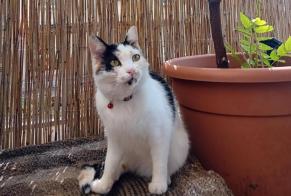 Disappearance alert Cat Female , 5 years Neuchâtel Switzerland