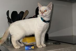 Disappearance alert Cat Male , 1 years Fully Switzerland