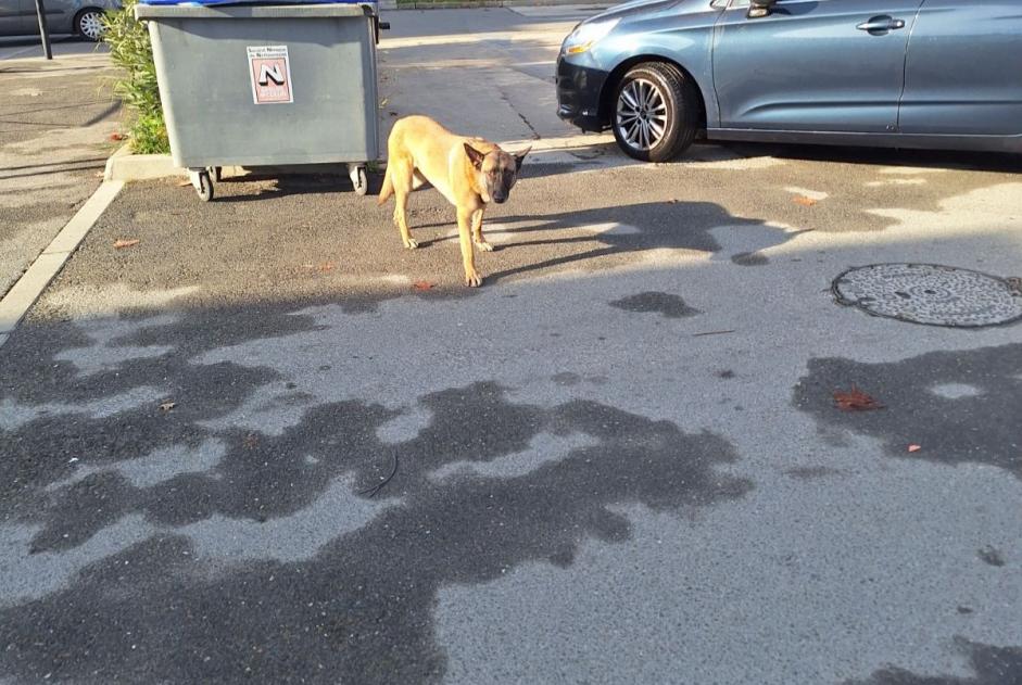 Discovery alert Dog  Male Nîmes France