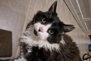 Disappearance alert Cat Male , 1 years Treyvaux Switzerland