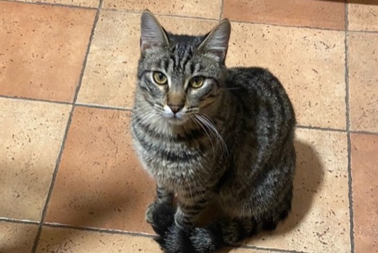 Disappearance alert Cat miscegenation Male , 1 years Les Pennes-Mirabeau France