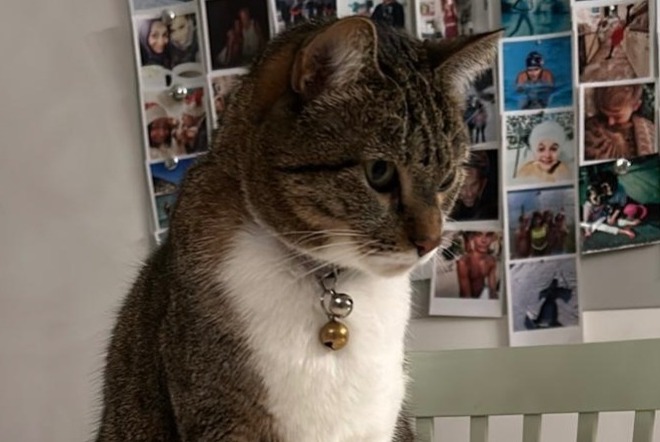 Disappearance alert Cat Female , 5 years Montreux Switzerland