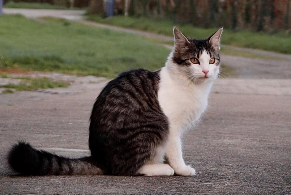 Disappearance alert Cat miscegenation Male , 3 years Ploubazlanec France