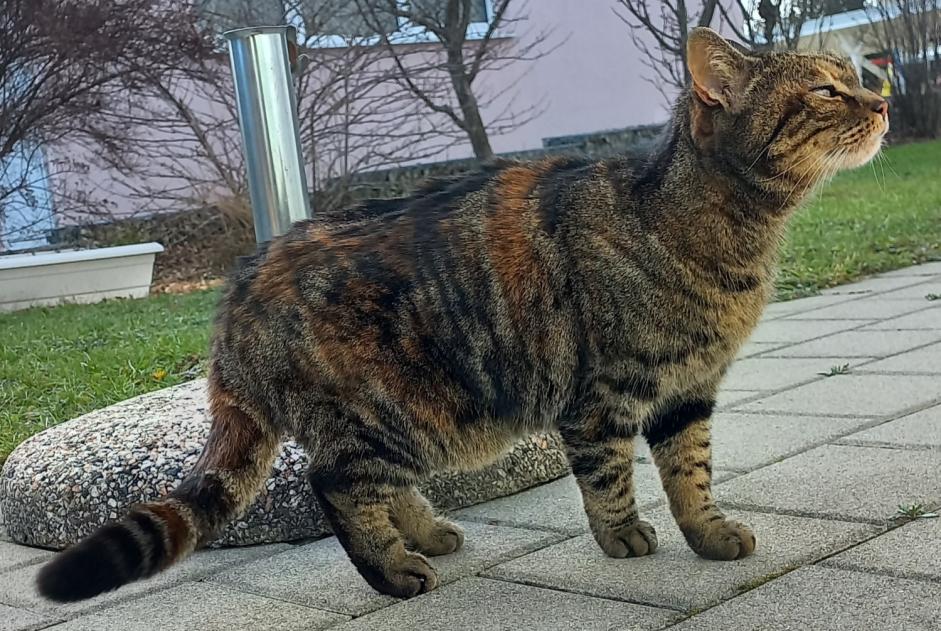 Discovery alert Cat miscegenation Female Romont Switzerland