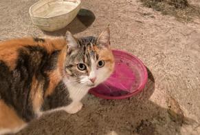 Discovery alert Cat Female Gros-Chastang France