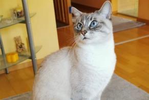 Disappearance alert Cat miscegenation Female , 11 years Genève Switzerland