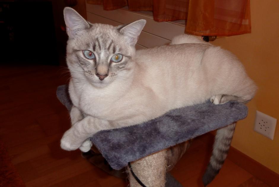 Disappearance alert Cat miscegenation Female , 11 years Genève Switzerland