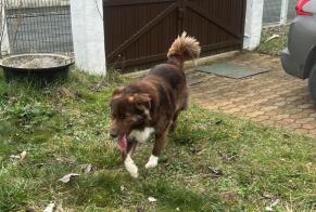 Discovery alert Dog Unknown Saint-Martin-le-Beau France