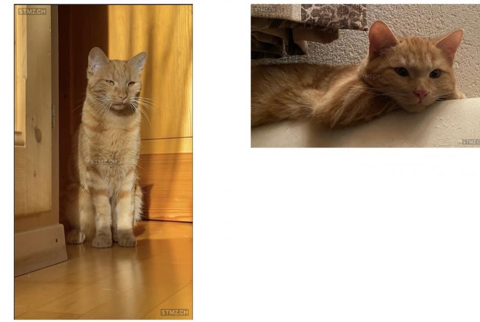 Disappearance alert Cat Male , 2 years Martigny Switzerland