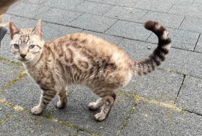 Discovery alert Cat miscegenation Female Payerne Switzerland