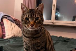 Disappearance alert Cat  Male , 4 years Villars-sur-Glâne Switzerland