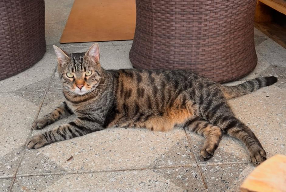 Disappearance alert Cat  Male , 4 years Villars-sur-Glâne Switzerland