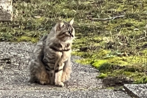 Discovery alert Cat Unknown , 2 years Genève Switzerland