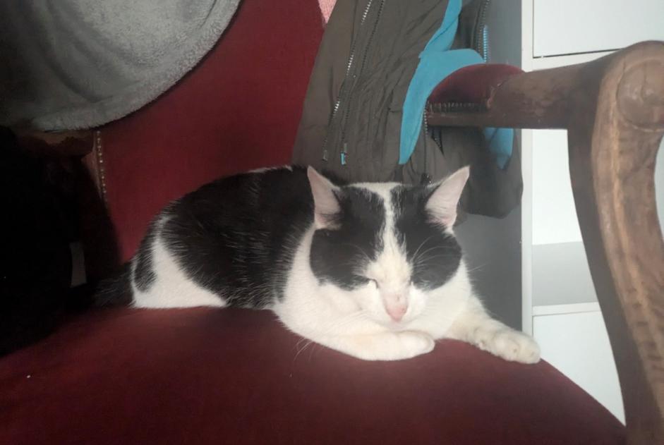 Disappearance alert Cat Male , 4 years Saint-Bazile France