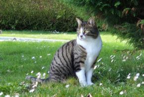 Disappearance alert Cat Male , 6 years Cugy Switzerland