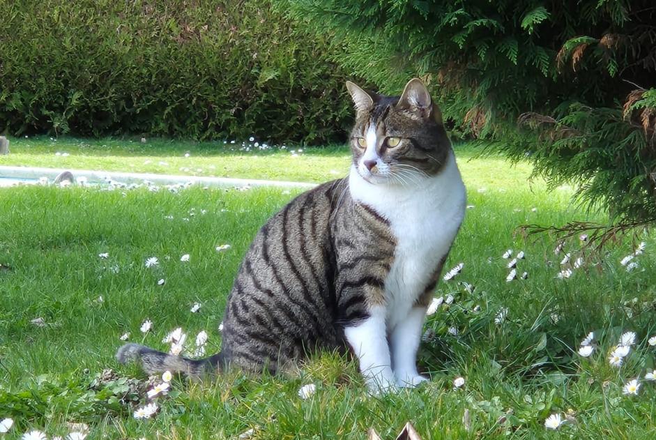 Disappearance alert Cat Male , 6 years Cugy Switzerland