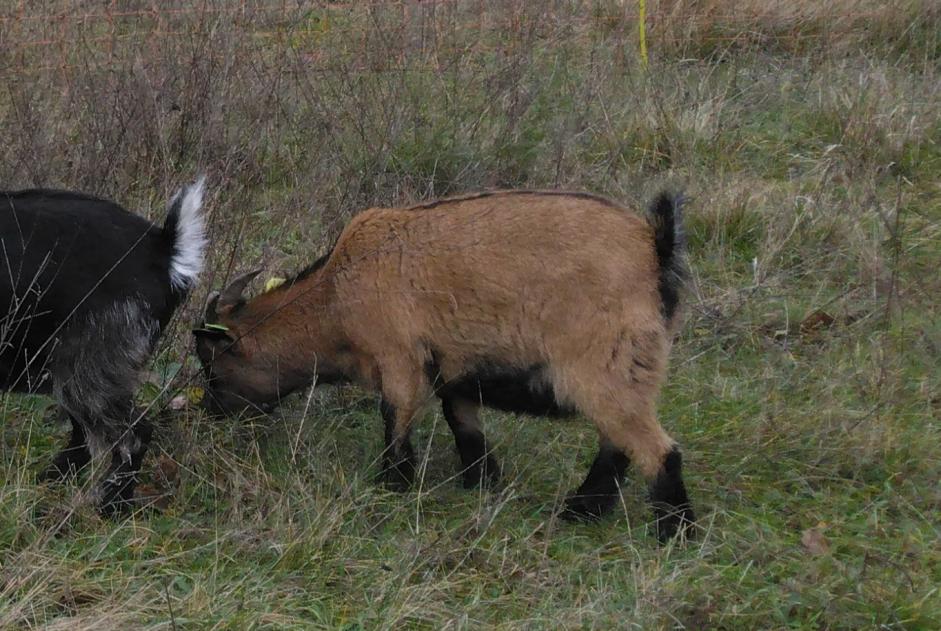 Disappearance alert Goat Female , 2025 years Crain France