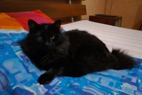 Disappearance alert Cat  Male , 5 years Valence France