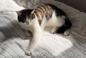 Disappearance alert Cat Female , 2 years Crissier Switzerland