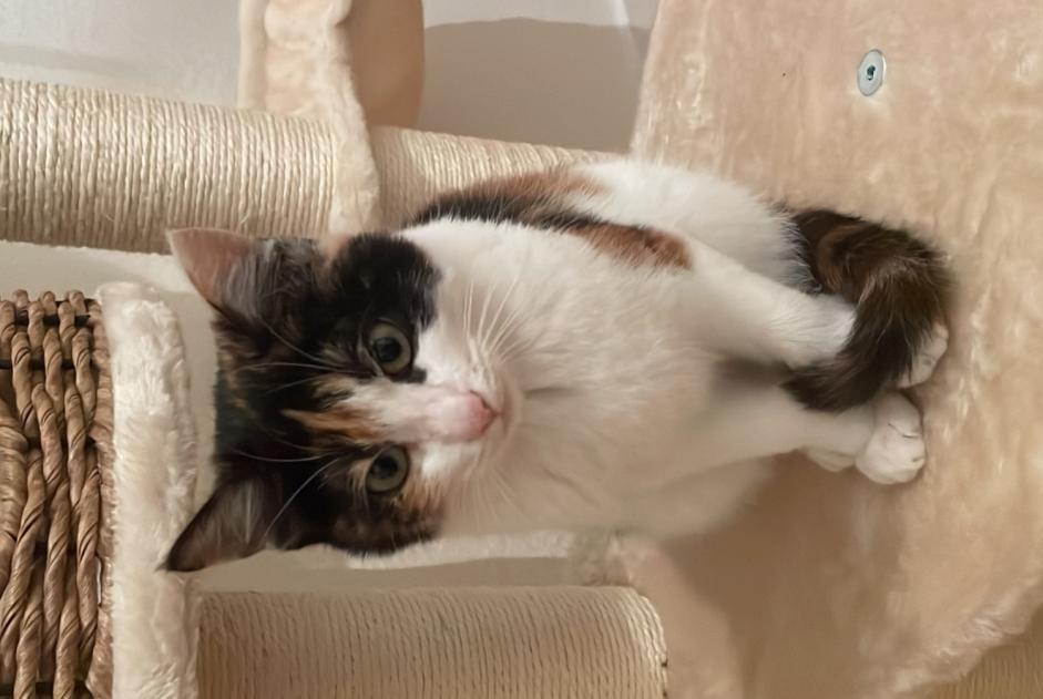 Disappearance alert Cat miscegenation Female , 1 years Neuchâtel Switzerland