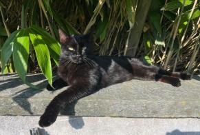 Disappearance alert Cat  Male , 10 years Mont-Vully Switzerland