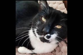 Disappearance alert Cat  Male , 13 years Forel (Lavaux) Switzerland