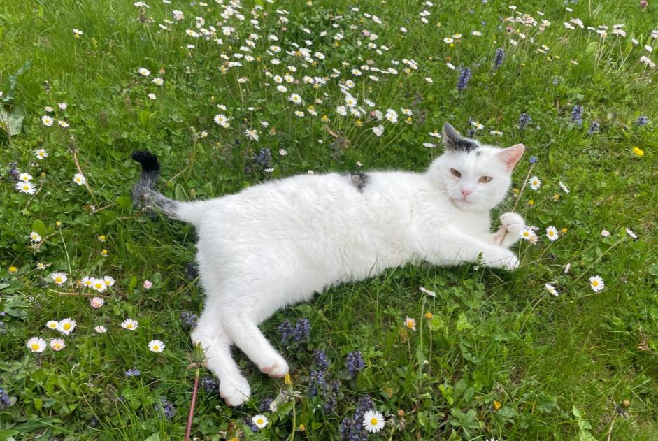 Disappearance alert Cat miscegenation Male , 14 years Basel Switzerland