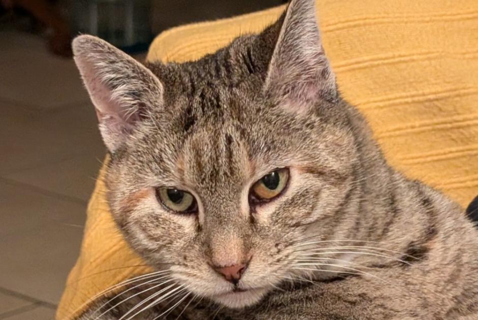 Disappearance alert Cat Female , 10 years Saint-Maurice-de-Gourdans France