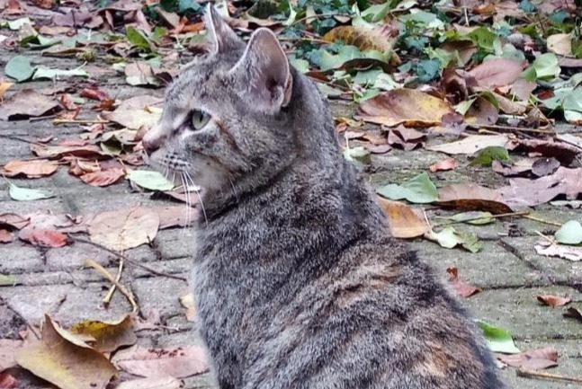 Disappearance alert Cat Female , 10 years Saint-Maurice-de-Gourdans France