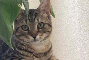 Disappearance alert Cat Male , 1 years St Blaise Switzerland