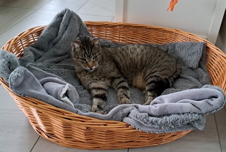 Disappearance alert Cat Male , 10 years Bougy-Villars Switzerland