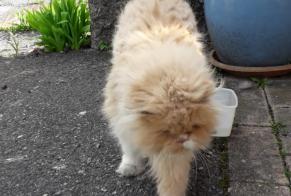 Discovery alert Cat Unknown Conthey Switzerland