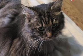 Disappearance alert Cat  Male , 6 years Bihorel France