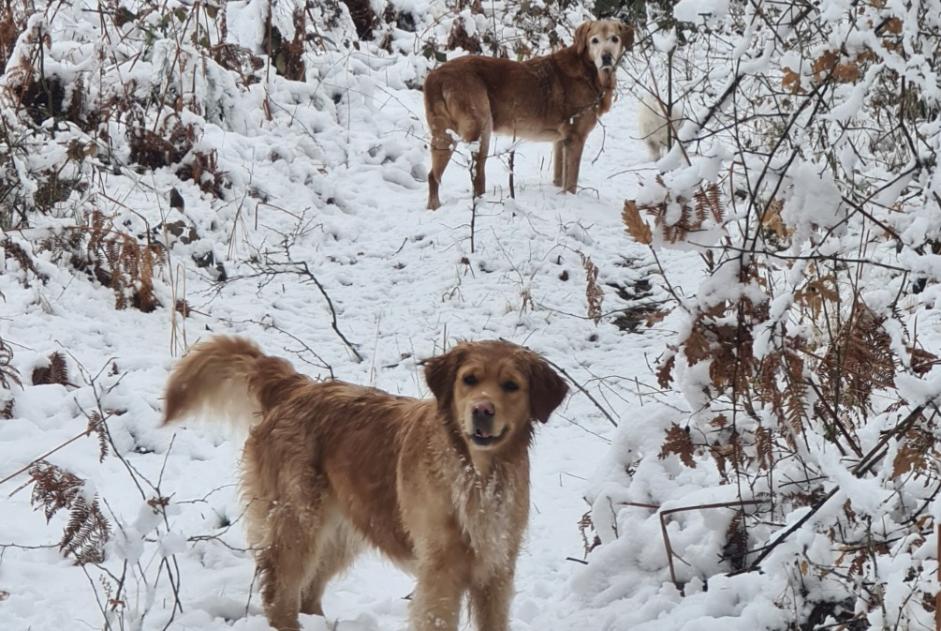 Disappearance alert Dog miscegenation Male , 15 years Saint-Just-prés-Brioude France