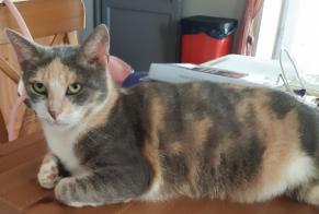 Disappearance alert Cat Female , 7 years Tercis-les-Bains France